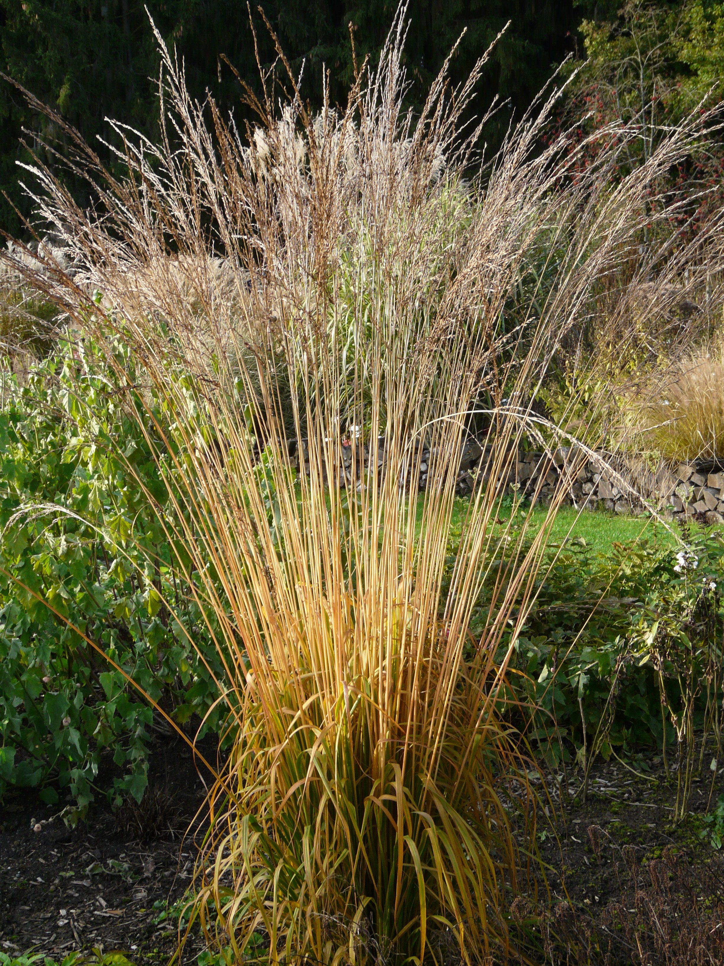 Molinia caerulea subsp. arundinacea 'Cordoba'